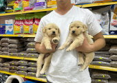 Golden Retriever Yavrularımız Evinizin Neşesi Olacaktır